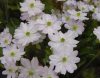 Hepatica acutiloba